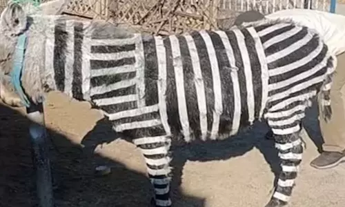 கழுதைகளுக்கு வரிக்குதிரை போல பெயிண்ட் அடித்த பூங்கா ஊழியர்கள்