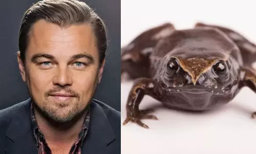 ஈக்வடாரில் கண்டுபிடிக்கப்பட்ட புதிய தவளை இனத்துக்கு டைட்டானிக் நாயகன் பெயர்.. ஏன் தெரியுமா?