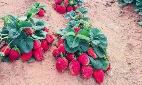 குன்னூர் தோட்டங்களில் ஸ்ட்ராபெர்ரி பழங்களின் விளைச்சல் அதிகரிப்பு