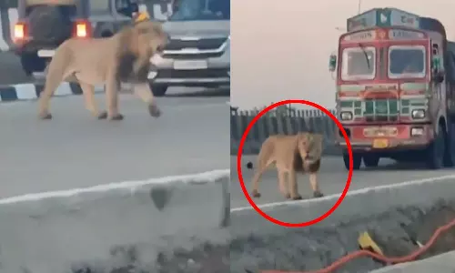 VIDEO: நெடுஞ்சாலையை கம்பீரமாக கடந்து சென்ற சிங்கம் - காத்திருந்த வாகன ஓட்டிகள்