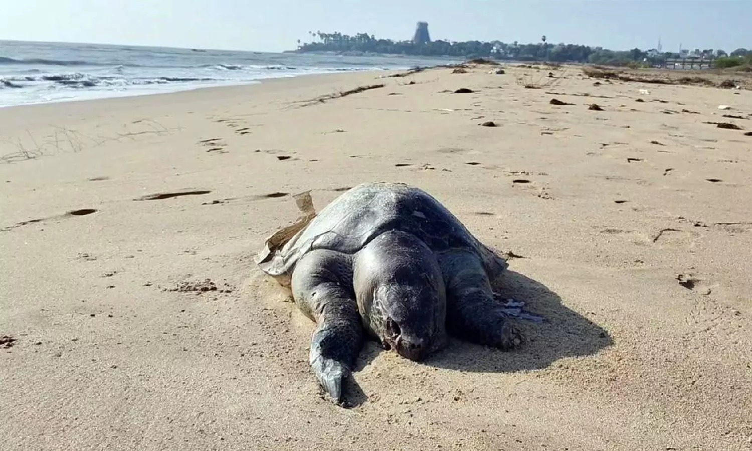 திருச்செந்தூரில் இறந்த நிலையில் கரை ஒதுங்கிய ராட்சத கடல் ஆமை