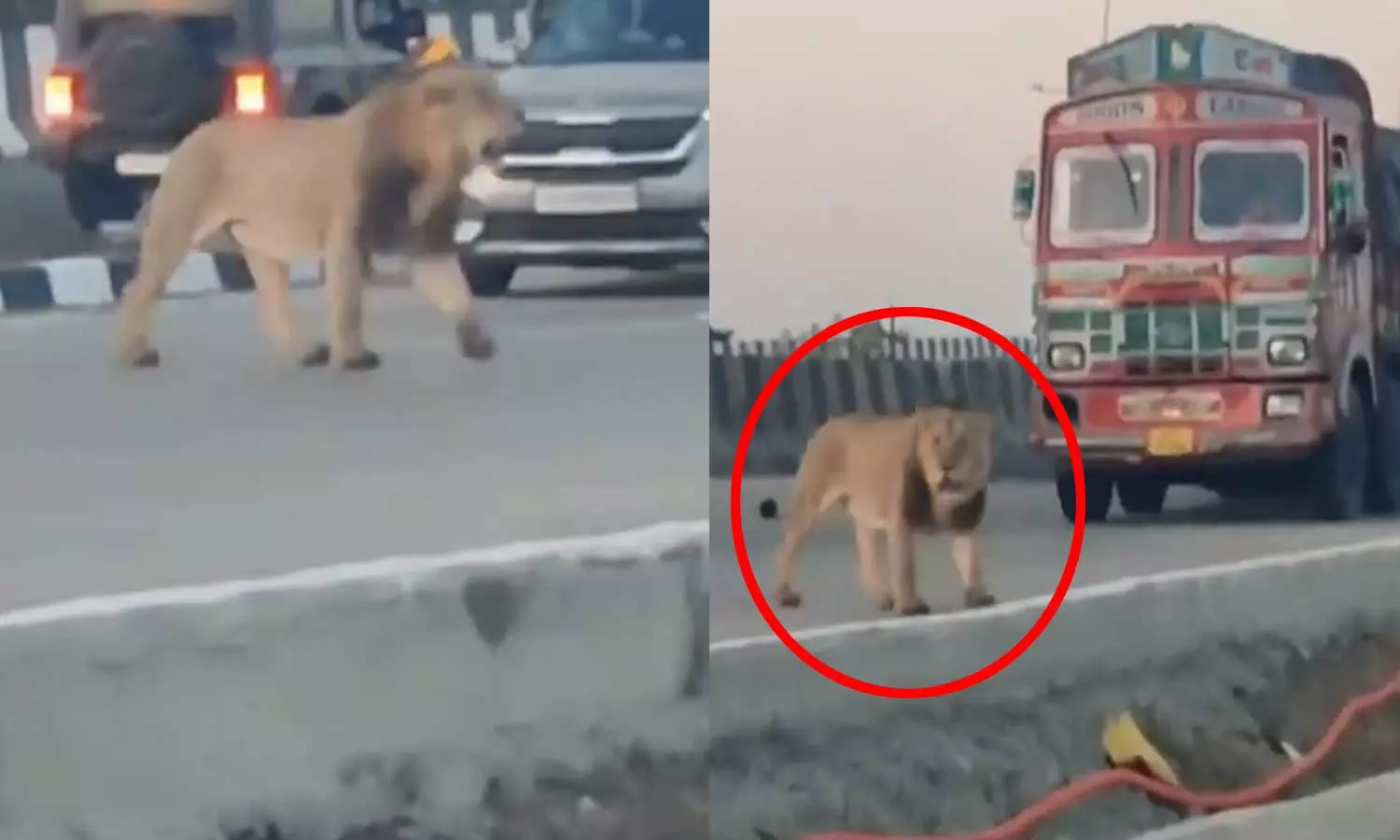 VIDEO: நெடுஞ்சாலையை கம்பீரமாக கடந்து சென்ற சிங்கம் - காத்திருந்த வாகன ஓட்டிகள் VIDEO: நெடுஞ்சாலையை கம்பீரமாக கடந்து சென்ற சிங்கம் - காத்திருந்த வாகன ஓட்டிகள்