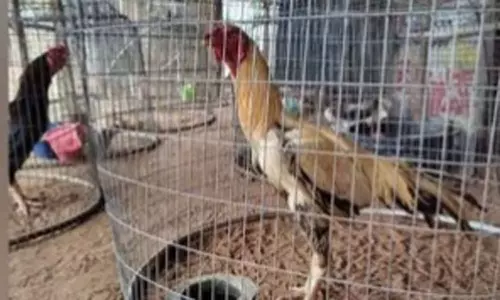 தெலுங்கானாவில் சண்டை சேவல்கள் ரூ.16.60 லட்சத்துக்கு ஏலம்