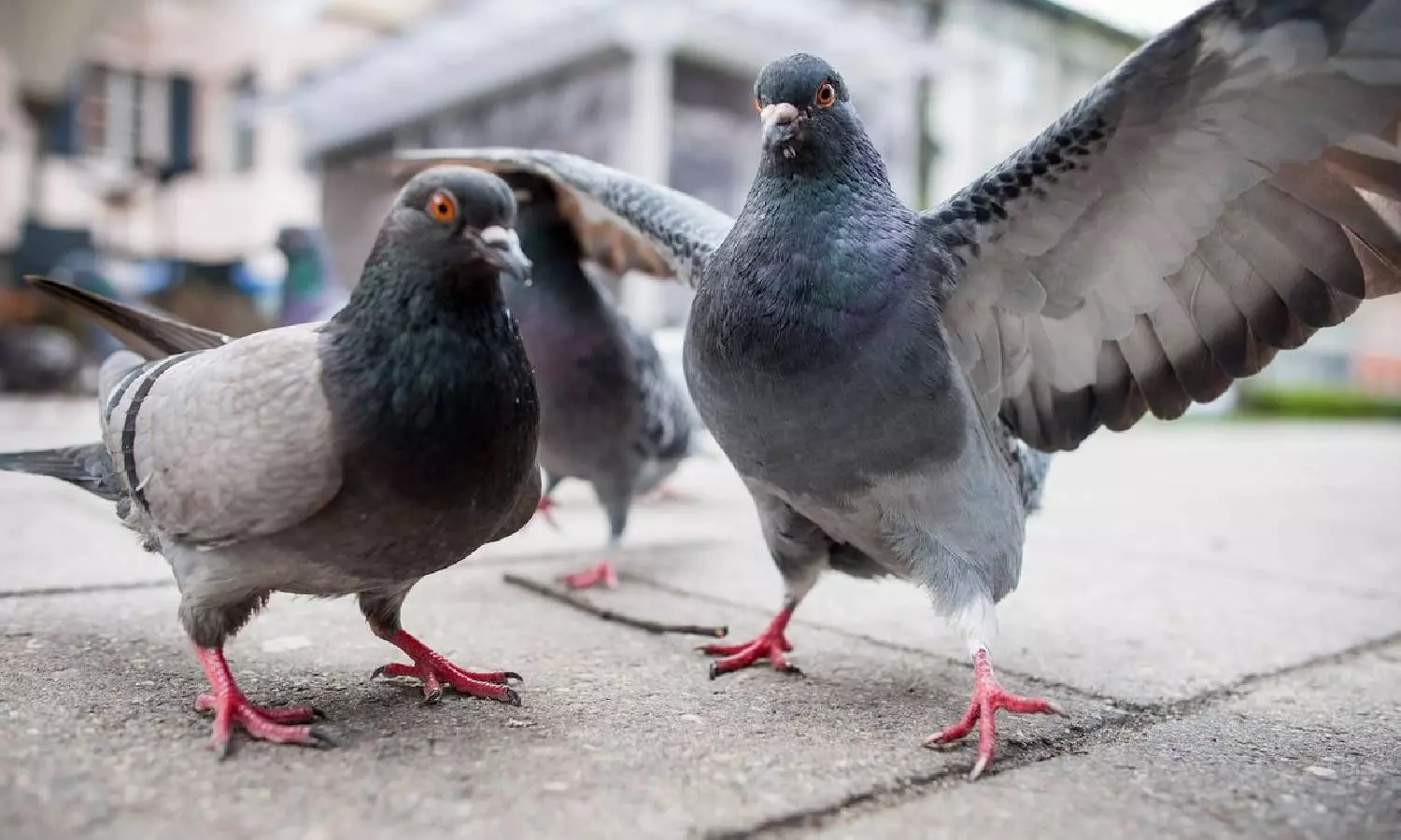 400 புறாக்களை திருடிச் சென்ற மர்ம நபர்கள் 400 புறாக்களை திருடிச் சென்ற மர்ம நபர்கள்