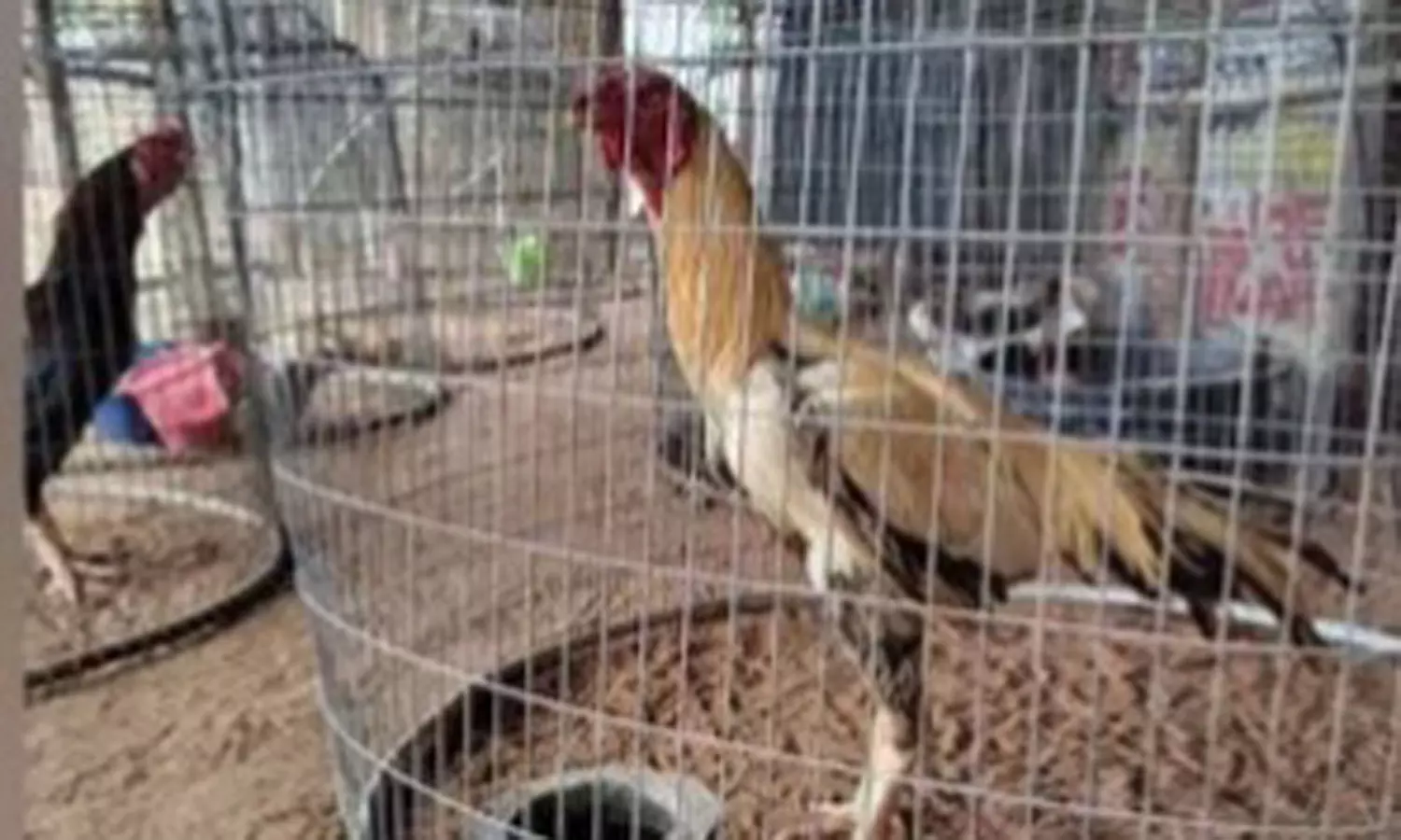 தெலுங்கானாவில் சண்டை சேவல்கள் ரூ.16.60 லட்சத்துக்கு ஏலம் தெலுங்கானாவில் சண்டை சேவல்கள் ரூ.16.60 லட்சத்துக்கு ஏலம்