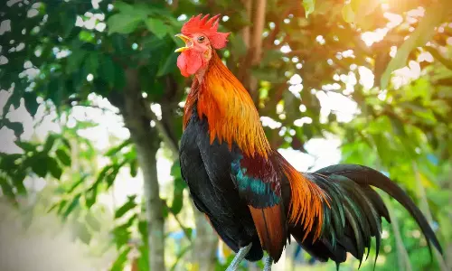 தூக்கத்தை கெடுத்த பக்கத்து வீட்டு சேவல் மீது புகார்  - அதிகாரிகள் எடுத்த நடவடிக்கை!