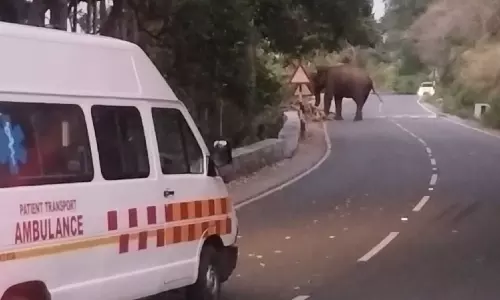 வால்பாறை அருகே ஆம்புலன்ஸ் வாகனத்தை வழிமறித்து நின்ற காட்டு யானை