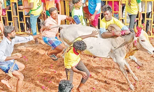 ஜல்லிக்கட்டு கோலாகலம் சீறிபாய்ந்த காளைகளை அடக்க மல்லுக்கட்டிய வீரர்கள்