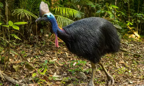 பறக்க மறந்த பறவைகள்!