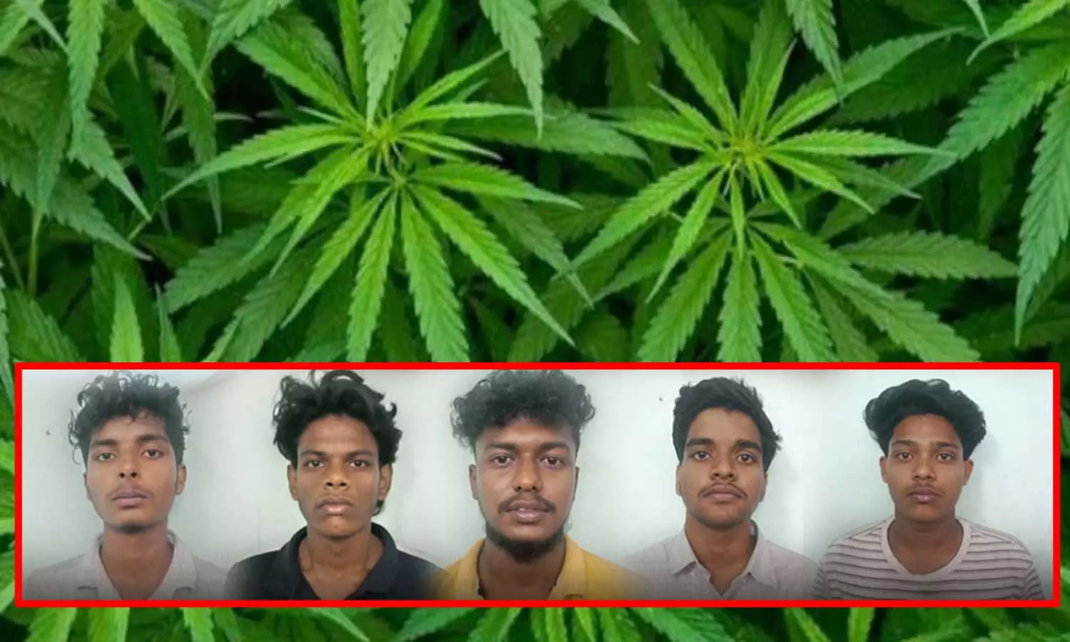 கோவை: வீட்டிலேயே கஞ்சா செடி வளர்த்த 5 கல்லூரி மாணவர்கள் கைது