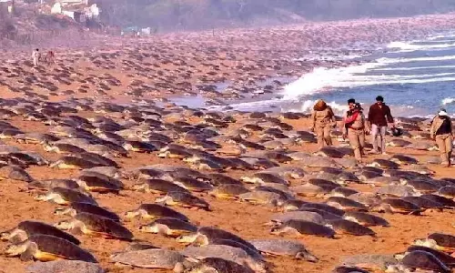 ஒடிசா கடற்கரையில் குவிந்த 7 லட்சம் ஆமைகள்
