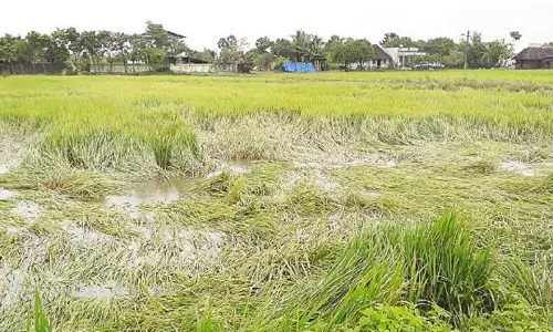 திருவாரூர் மாவட்டத்தில் கனமழையால் 10 ஆயிரம் ஏக்கர் பச்சைப்பயிறு பாதிப்பு