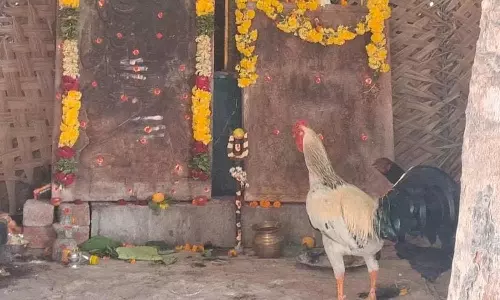 ஊத்தங்கரை அருகே வினோதம்: சிவலிங்கத்தை தரிசனம் செய்யும் சேவல்