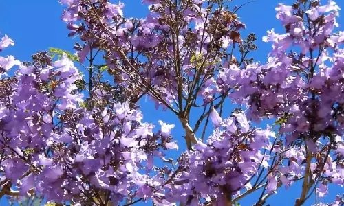 ஊதா, ஊதா, ஊதாப்பூ... கொடைக்கானலில் வசந்த காலத்தை வரவேற்கும் ஜெகரண்டா மலர்கள்