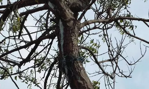 வேப்பமரத்தில் பால் வடிந்ததால் பரபரப்பு: வியந்து பார்த்து செல்லும் பொதுமக்கள்