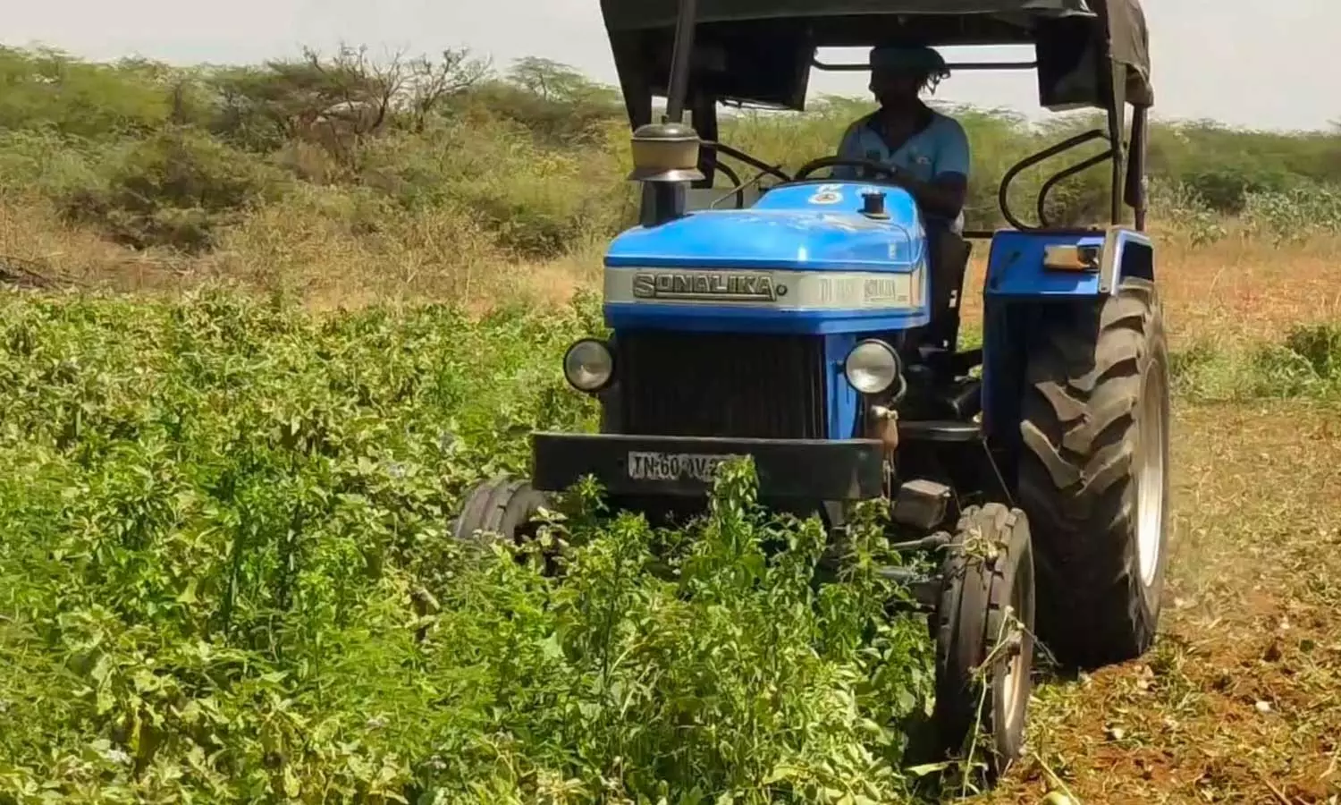 கடும் விலை சரிவு: கத்திரிக்காய் செடிகளை அழிக்கும் விவசாயிகள் கடும் விலை சரிவு: கத்திரிக்காய் செடிகளை அழிக்கும் விவசாயிகள்