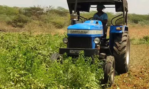 கடும் விலை சரிவு: கத்திரிக்காய் செடிகளை அழிக்கும் விவசாயிகள்