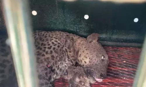 பொதுமக்களை அச்சுறுத்திய சிறுத்தை சிக்கியது- மயக்க ஊசி செலுத்தி வனத்துறையினர் பிடித்தனர்