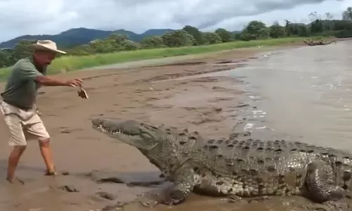 ராட்சத முதலைக்கு வெறும் கைகளால் உணவளித்த வாலிபர்