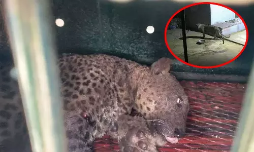 கோவையில் 4 ஆடுகளை அடித்து கொன்ற பெண் சிறுத்தை உயிரிழந்தது