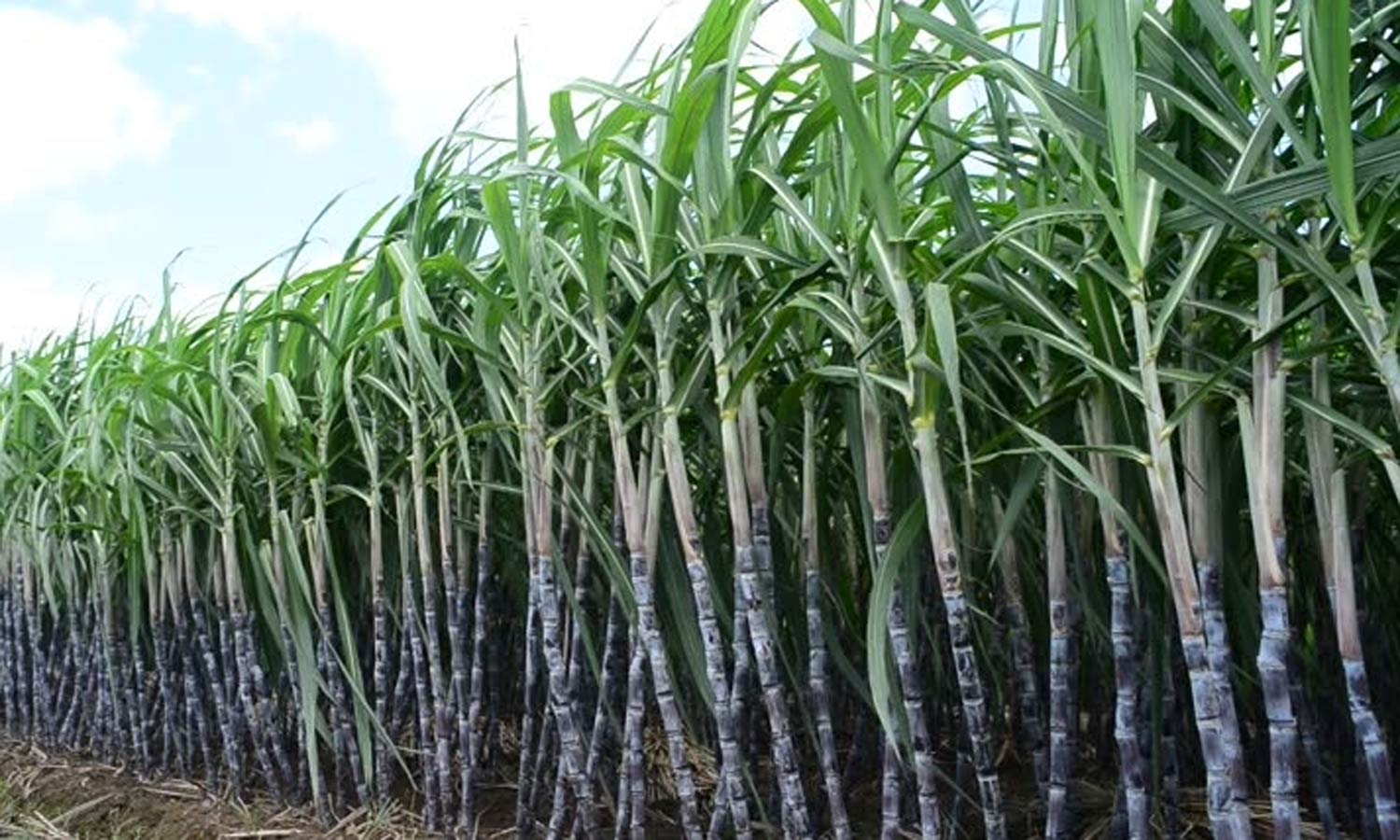 வேளாண்மை பட்ஜெட்: கரும்புக்கான ஊக்கத்தொகை ரூ.349 ஆக உயர்வு