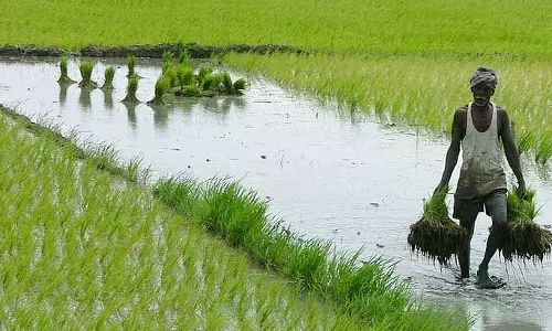 வேளாண் பட்ஜெட்: தமிழகத்தில் சாகுபடி பரப்பு 151 லட்சம் ஏக்கராக அதிகரிப்பு