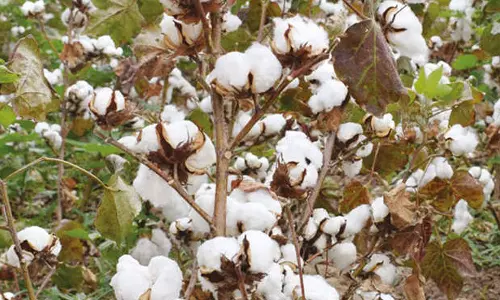 வேளாண் பட்ஜெட்: பருத்தி உற்பத்தி பெருக்குத் திட்டத்திற்கு ரூ.12.21 கோடி ஒதுக்கீடு