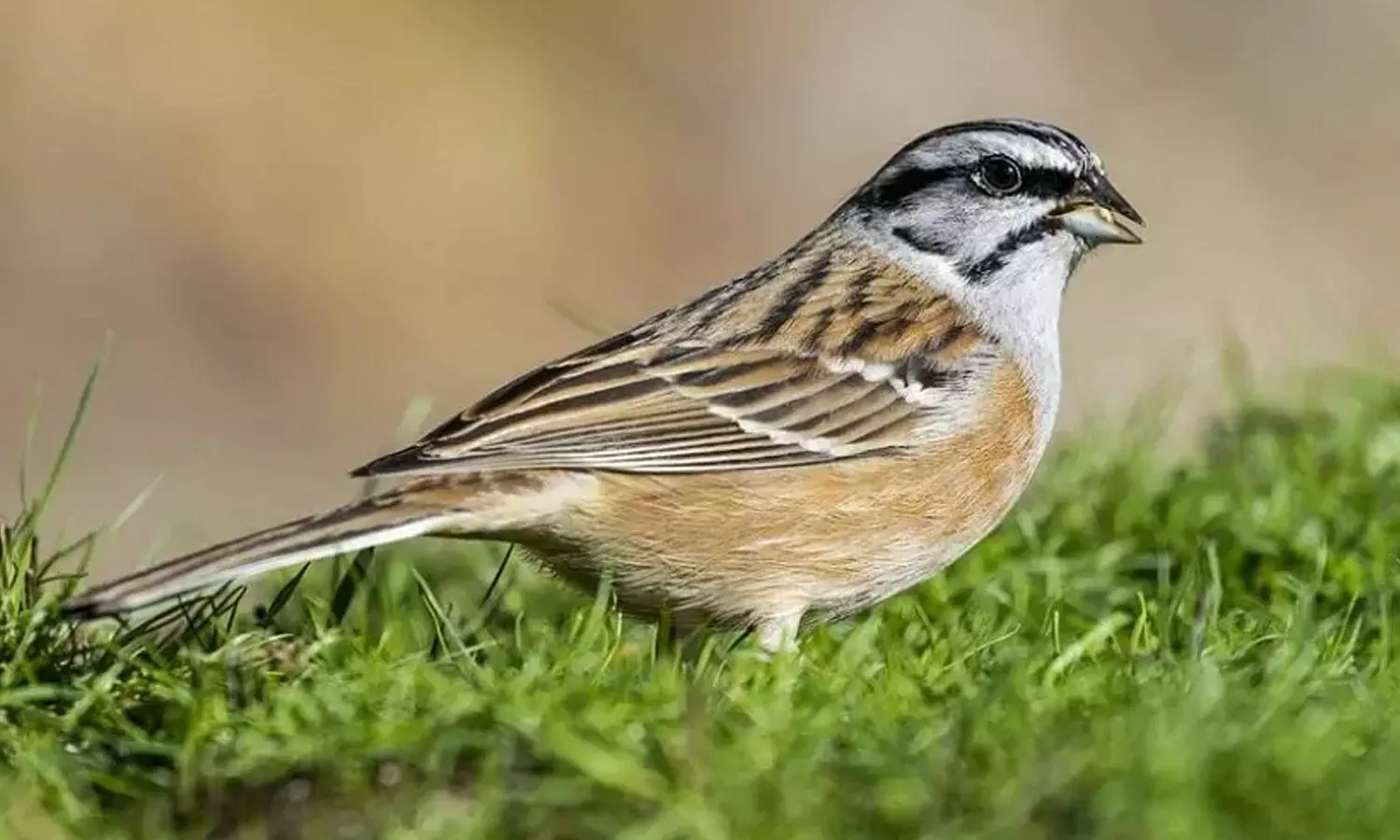 இன்று உலக சிட்டுக்குருவிகள் தினம்! இன்று உலக சிட்டுக்குருவிகள் தினம்!