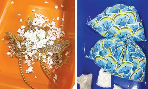 விமானத்தில் வனத்துறையால் தடை செய்யப்பட்ட ஆமை, பாம்பு, பல்லிகள் கடத்தல்