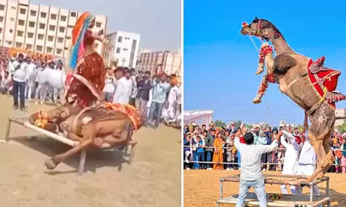 ஒட்டகத்தை துன்புறுத்தி நடனமாடிய இளம்பெண்