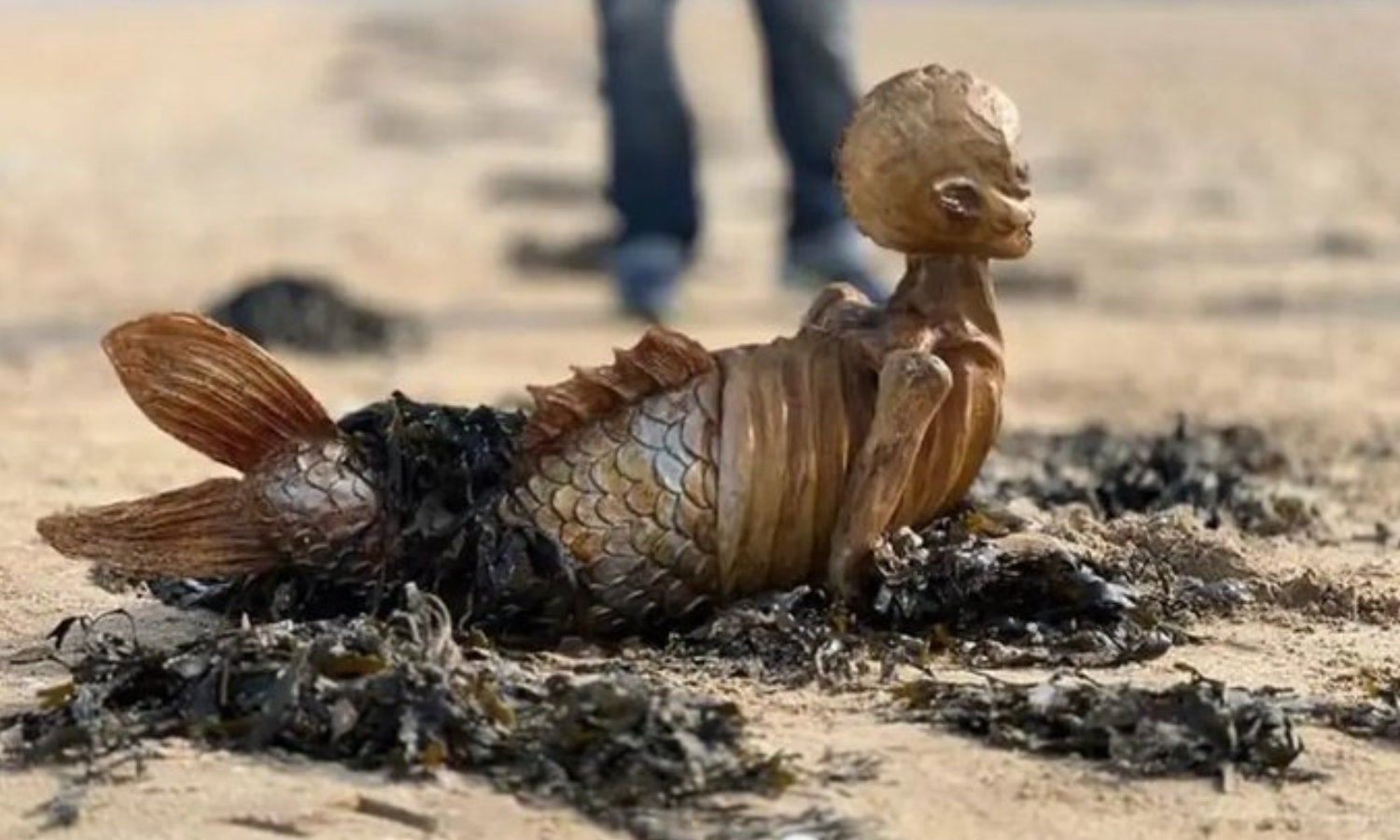 இங்கிலாந்து கடற்கரையில் மர்ம உயிரினம் - ஒருவேளை அதுவாக இருக்குமோ?