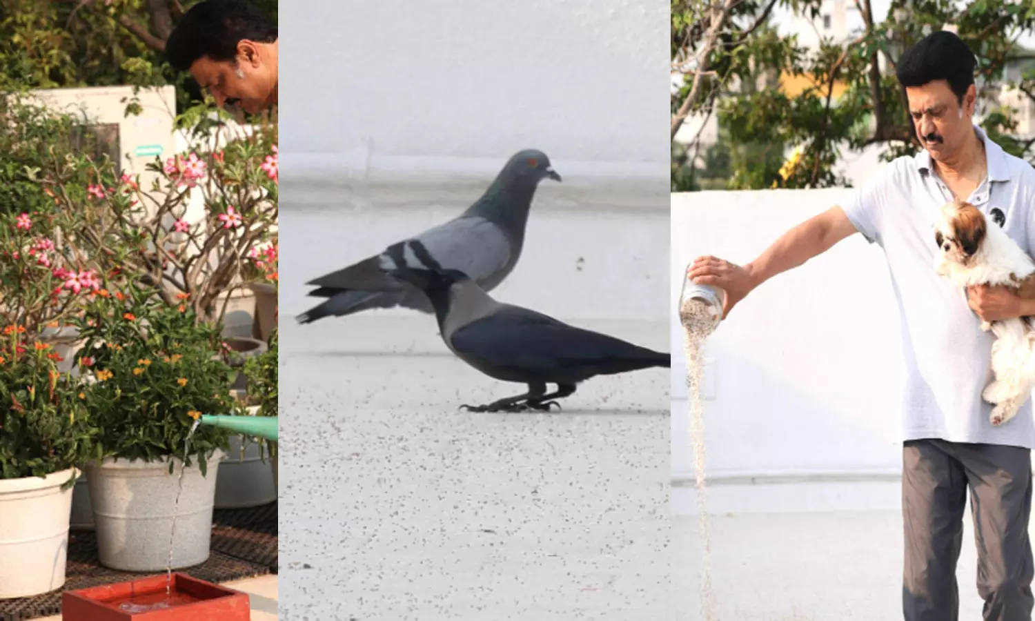 கோடை வெயில்: பறவைகளுக்கு நீரும் உணவும் கொடையளிப்போம்!- மு.க.ஸ்டாலின் கோடை வெயில்: பறவைகளுக்கு நீரும் உணவும் கொடையளிப்போம்!- மு.க.ஸ்டாலின்