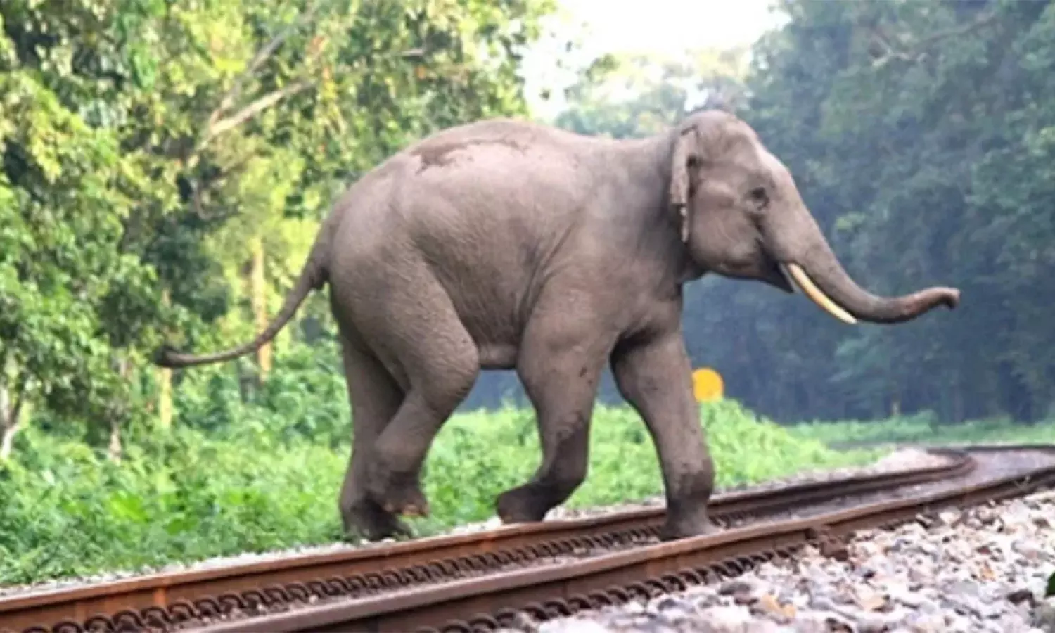 27 மாதங்களாக ரெயில் மோதி ஒரு யானை கூட உயிரிழக்கவில்லை- ஐகோர்ட்டில் தெற்கு ரெயில்வே விளக்கம்