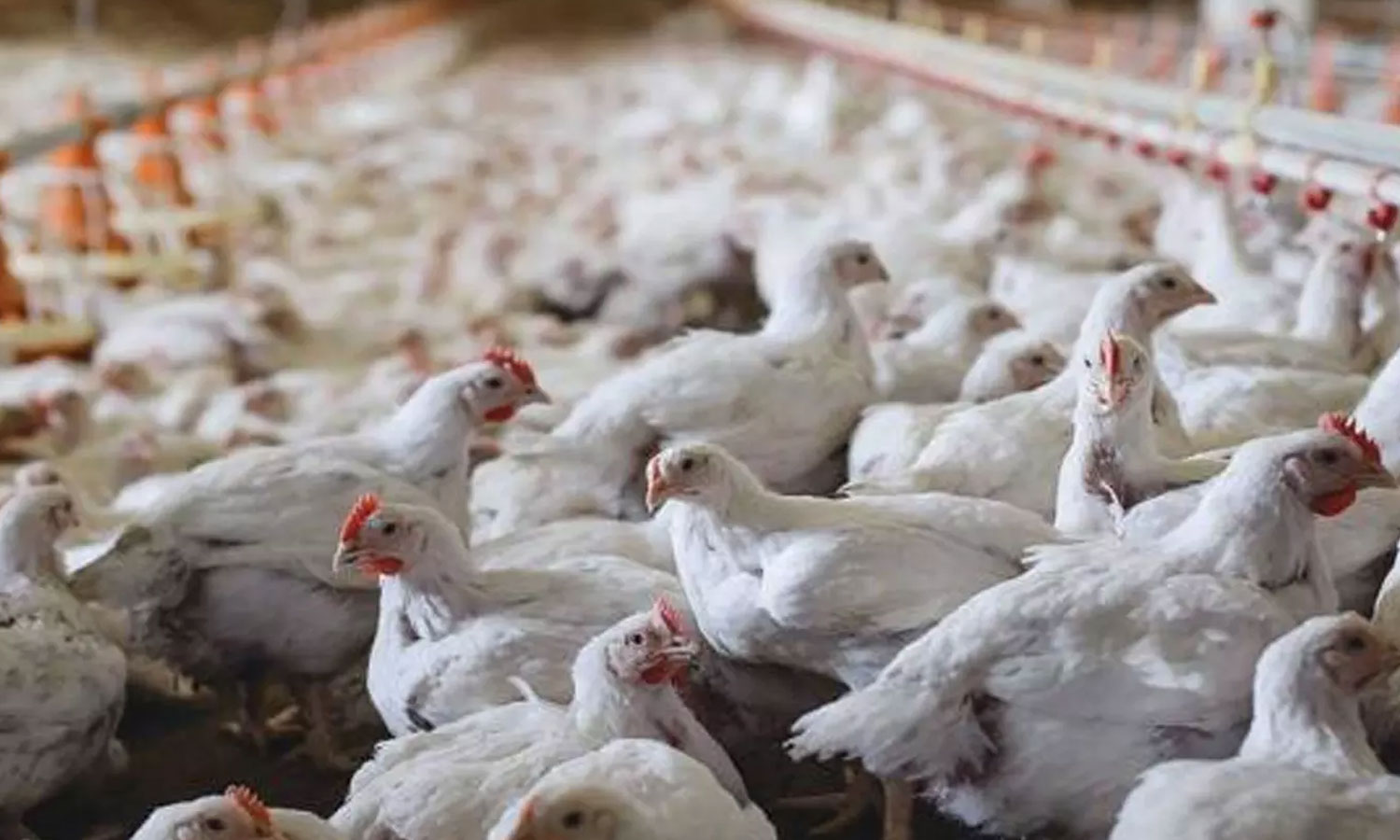 ஆந்திராவில் பறவை காய்ச்சலுக்கு 2 வயது சிறுமி பலி