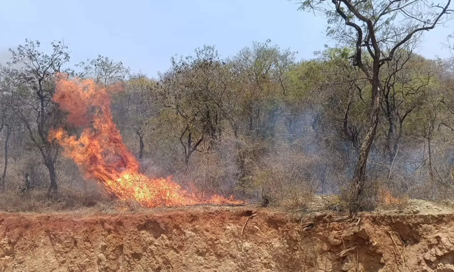 தருமபுரி அருகே வனப்பகுதியில் திடீரென பற்றி எரிந்த காட்டு தீ