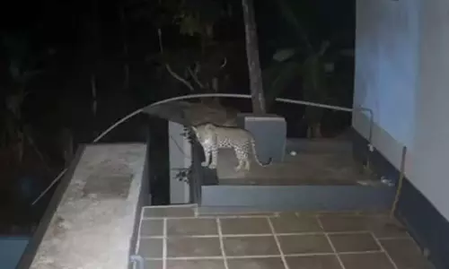 காசர்கோட்டில் வீட்டின் மொட்டைமாடியில் நடமாடிய சிறுத்தை- பொதுமக்கள் அச்சம்