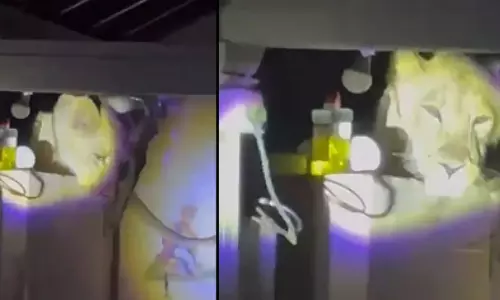 வீட்டிற்குள் சகஜமாக வந்த சிங்கம் - தூக்கம் தொலைத்த கிராம வாசிகள்