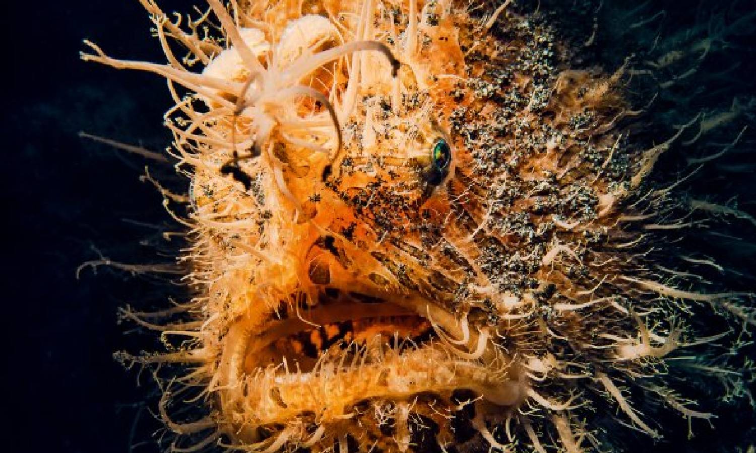 மீனவர்கள் வலையில் சிக்கிய அதிசய `முள் தவளைகள்'