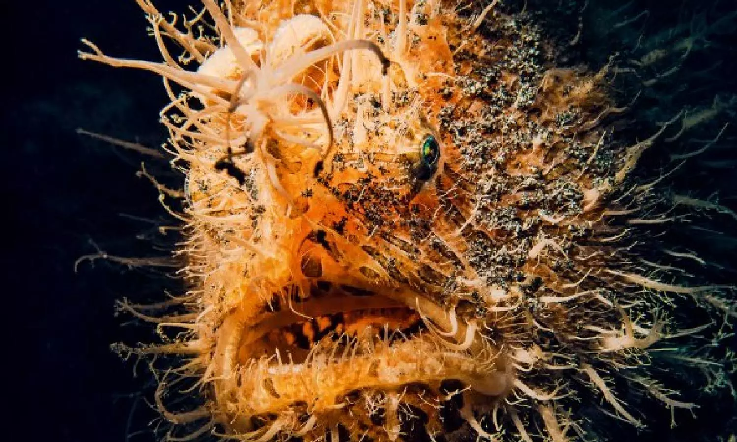 மீனவர்கள் வலையில் சிக்கிய அதிசய `முள் தவளைகள்