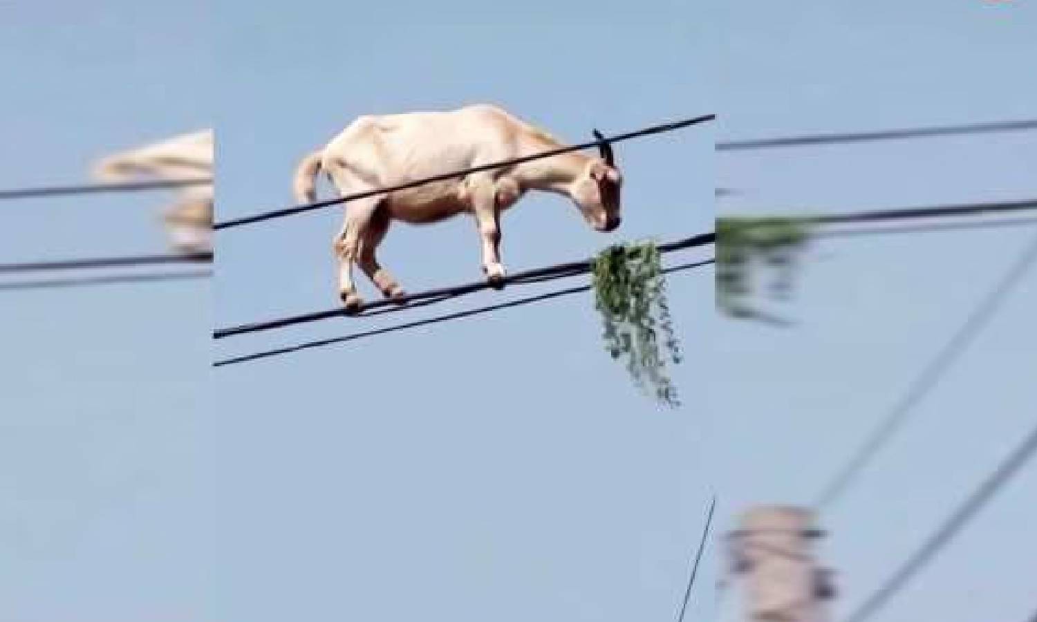 VIDEO: மின் கம்பியில் நடந்து சாகசம் செய்த ஆடு... சூப்பர் மேன் தங்கச்சி என நெட்டிசன்கள் கிண்டல்