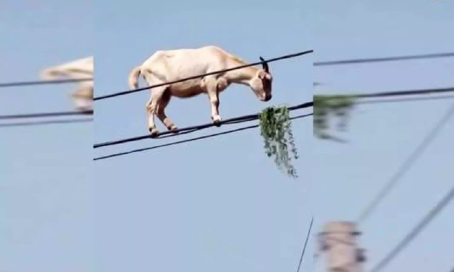 VIDEO: மின் கம்பியில் நடந்து சாகசம் செய்த ஆடு... சூப்பர் மேன் தங்கச்சி என நெட்டிசன்கள் கிண்டல்