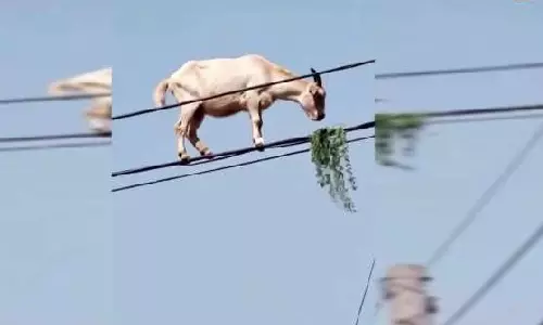 VIDEO: மின் கம்பியில் நடந்து சாகசம் செய்த ஆடு... சூப்பர் மேன் தங்கச்சி என நெட்டிசன்கள் கிண்டல்