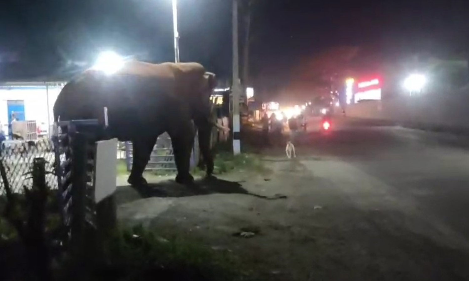 ஊட்டி மலைப்பாதையில் வாகனங்களை வழிமறித்த பாகுபலி யானை