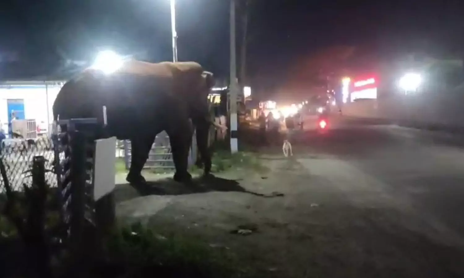 ஊட்டி மலைப்பாதையில் வாகனங்களை வழிமறித்த பாகுபலி யானை