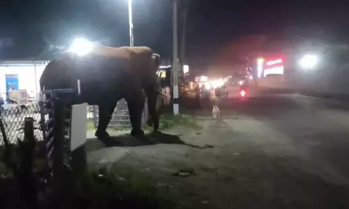 ஊட்டி மலைப்பாதையில் வாகனங்களை வழிமறித்த பாகுபலி யானை