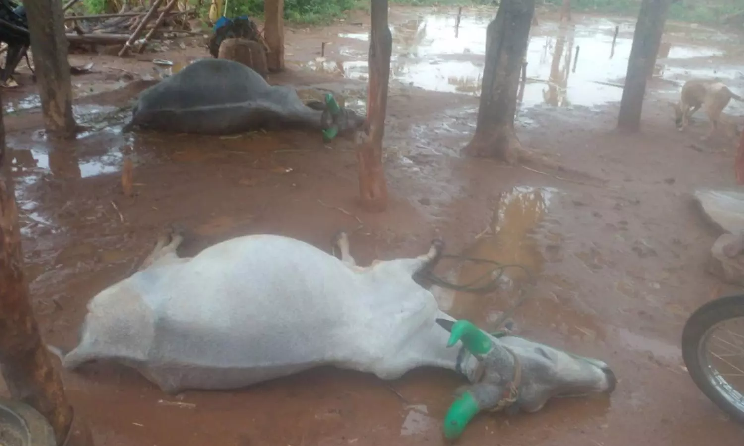 அந்தியூர் சுற்று வட்டார பகுதியில் பலத்த காற்றால் 100-க்கும் மேற்பட்ட வாழை மரங்கள் சேதம் அந்தியூர் சுற்று வட்டார பகுதியில் பலத்த காற்றால் 100-க்கும் மேற்பட்ட வாழை மரங்கள் சேதம்