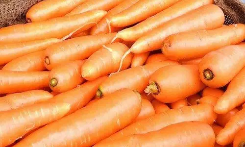 நீலகிரியில் கேரட் விலை கடும் வீழ்ச்சி- கிலோ ரூ.20க்கு விற்பனையாகிறது