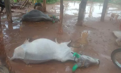 அந்தியூர் சுற்று வட்டார பகுதியில் பலத்த காற்றால் 100-க்கும் மேற்பட்ட வாழை மரங்கள் சேதம்