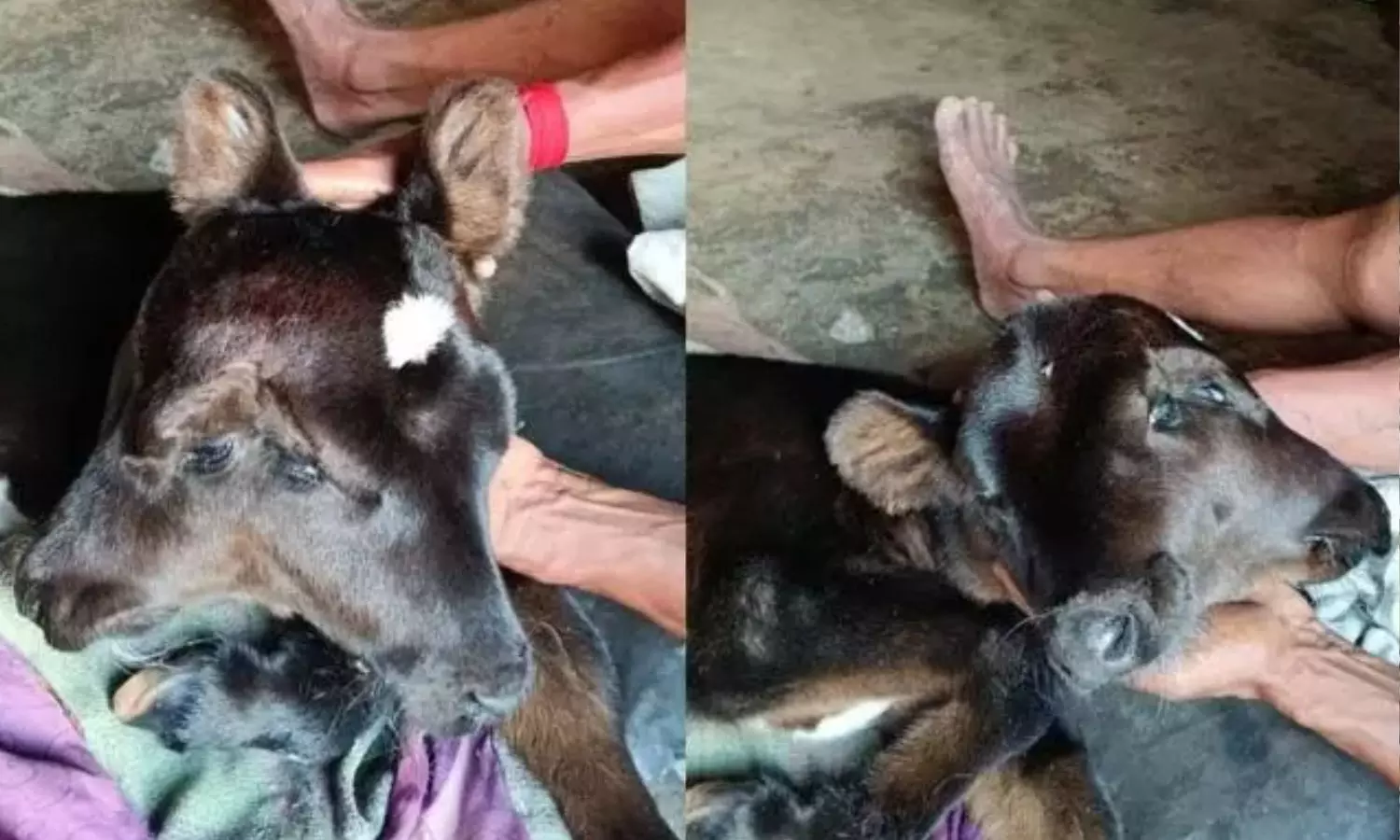 2 தலை, 4 கண்களுடன் பிறந்த அதிசய கன்றுக்குட்டி..