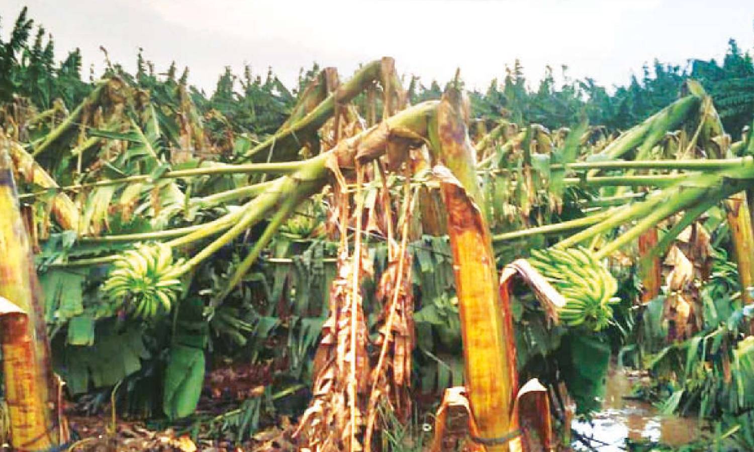 அவினாசி பகுதியில் சூறாவளி காற்றுடன் பலத்த மழை: 10 ஆயிரம் வாழை மரங்கள் முறிந்து சேதம்